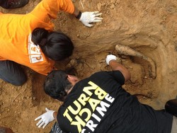 3 Orangutan Mati Terbakar di Kaltim, Ini Kata Menteri Agraria dan Tata Ruang