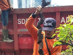 Petugas Sempat Mengira Bungkus Kabel di Gorong-gorong Ular Besar