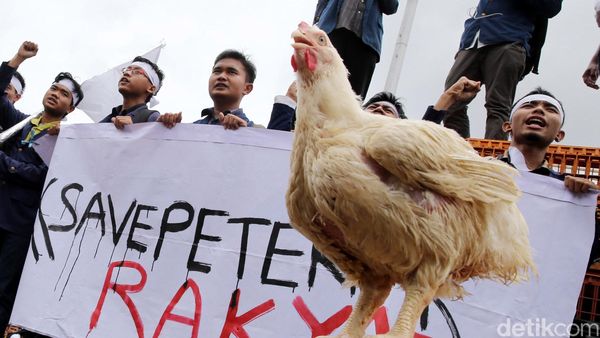 Harga Ayam Anjlok, Peternak Demo