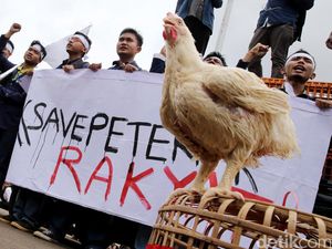 Harga Ayam Anjlok, Peternak Demo