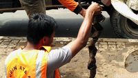Bungkus Kabel di Gorong-gorong Patung Kuda Dibersihkan