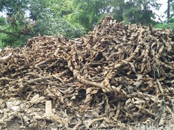 Ini Penampakan Bungkus Kabel Setinggi 2 Meter di Penampungan Benhil