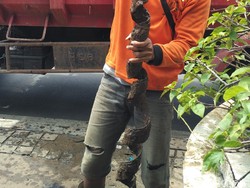 Sampah Bungkus Kabel 9 Truk yang Penuhi Got Jl Merdeka Selatan Tak Logis