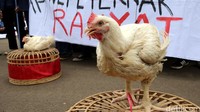 Harga Ayam Hidup Anjlok!