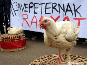 Disnak Blitar Klaim Tak Ada Korelasi Larangan AGP dan Ayam Berpenyakit