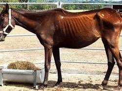 Gara-gara Malnutrisi, 90 Ekor Kuda Disita dari Petani di Australia