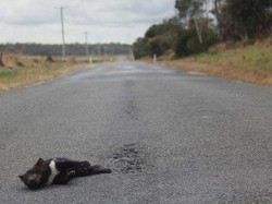 Makin Banyak Tasmanian Devil Mati Ditabrak di Jalan Raya Australia