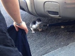 Anak Penguin Peri Tersesat Masuk ke Pub di Hobart