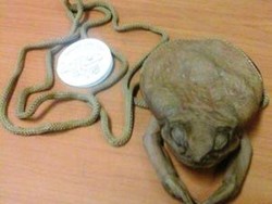 Tas Kodok Kering, Suvenir Paling Mengerikan dari Australia