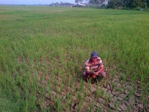 Tambang Ilegal Sebabkan 85 Hektare Sawah di Cilacap Gagal Panen 3 Tahun