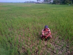 Tambang Ilegal Sebabkan 85 Hektare Sawah di Cilacap Gagal Panen 3 Tahun