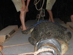 Australia akan Lelang 250 Ekor Buaya Tangkapan