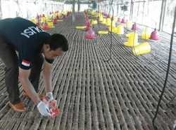 Puluhan Orang Ramai-ramai Gasak Ribuan Ayam dari Kandang