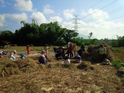 Banyuwangi Genjot Pengembangan Beras Organik