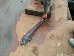 Canda Pasukan Biru soal Lele Jumbo Mati di Got: Mungkin Mabok Kabel