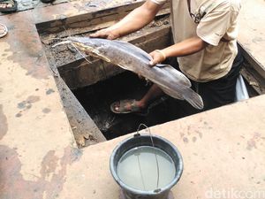 Bukan karena Jorok, Ini Alasan Sesungguhnya Lele Hidup di Air Keruh
