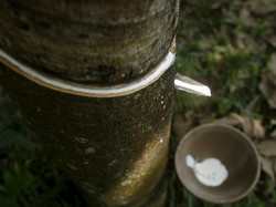 RI Mau Ajak Malaysia hingga Thailand Berunding Soal Harga Karet