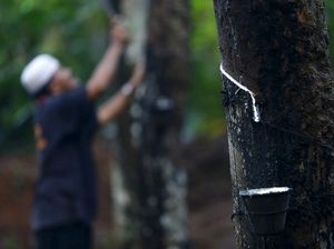 Ada Wabah Gugur Daun, Produksi Karet Sumsel Anjlok Ada Wabah Gugur Daun, Produksi Karet Sumsel Anjlok