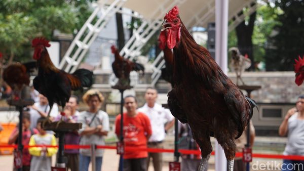 Kontes Ayam Ketawa Tingkat Nasional di Purwakarta