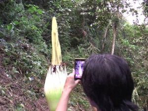 Warga Temukan Bunga Bangkai di Labuhan Batu Sumut