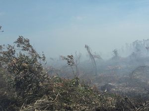 Menteri LHK: Kebakaran Hutan Harus Cepat Tuntas Sebelum Mei Kemarau