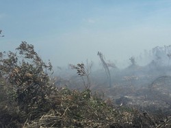 Menteri LHK: Kebakaran Hutan Harus Cepat Tuntas Sebelum Mei Kemarau