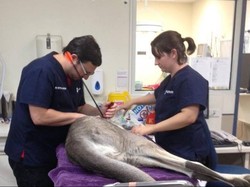 Kanguru dengan Bayi di Kantungnya Ditemukan Terkena Anak Panah