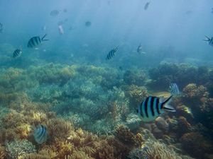 Potret Memukau Keajaiban Alam dengan Ponsel Lumia