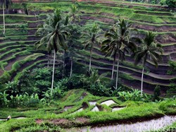 Genjot Pendapatan, Petani Didorong Budidaya Ikan