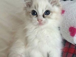 Menggemaskan, Ketika Hewan Peliharaan Manicure dan Pakai Cat Kuku Menggemaskan, Ketika Hewan Peliharaan Manicure dan Pakai Cat Kuku