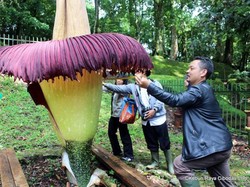 Bunga Bangkai Tertinggi Mekar di Kebun Raya Cibodas, ini Penampakannya