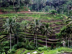 Ubud Dinilai Berpotensi Jadi Destinasi Wisata MICE Ubud Dinilai Berpotensi Jadi Destinasi Wisata MICE