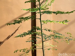 Daun Kelor Disinggung Menkes untuk Gizi Buruk Asmat, Apa Sih Kandungannya?