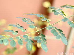 Menkes Sebut Daun Kelor Bisa Bantu Kurangi Stunting Menkes Sebut Daun Kelor Bisa Bantu Kurangi Stunting