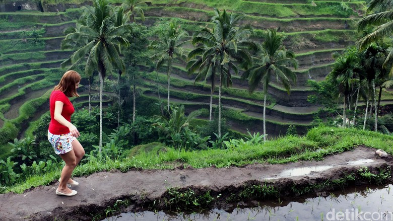 Keindahan sawah di Ubud, Bali (Dikhy Sasra/detikTravel) Keindahan sawah di Ubud, Bali (Dikhy Sasra/detikTravel)