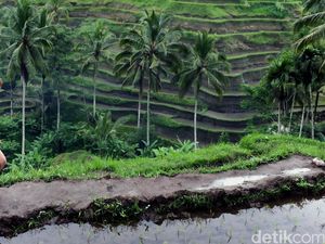 Viral Promosi Wisata Pakai View Sawah Ubud, Kemenpar Filipina Geber Penyelidikan