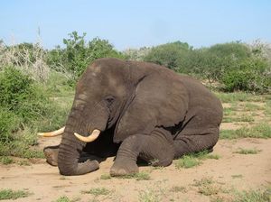 KLHK Bongkar Sindikat Perdagangan Gading Gajah di Pati KLHK Bongkar Sindikat Perdagangan Gading Gajah di Pati