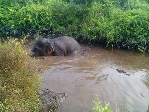 Gajah Liar Terjebak di Sekat Kanal di Siak Riau