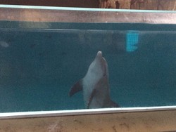 Ini Respons Lumba-lumba di Ancol Saat Gerhana Matahari Total