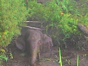 Gajah Liar di Riau Terjebak dalam Kanal, Ini Penampakannya