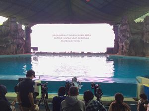 Melihat Perubahan Perilaku Lumba-lumba Saat GMT Terjadi di Ancol