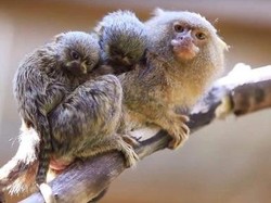 Monyet Terkecil di Dunia Ini Lahirkan Bayi Kembar 15 Gram