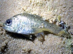 Ikan Rakus Ini Ancam Stok Udang Sungai di Perth