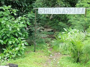 Hutan Asmara yang Penuh Misteri di Belitung Hutan Asmara yang Penuh Misteri di Belitung