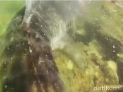 Aksi Nelayan Australia Selamatkan Hiu yang Tersangkut Tali Karang Dermaga