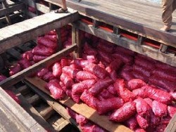 Nelayan Dibayar Rp 2 juta untuk Selundupkan 12 Ton Bawang dari Malaysia ke Aceh