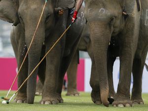 Ketika Gajah Bermain Polo