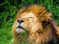 Apa Fungsi Rambut di Leher Singa Jantan?