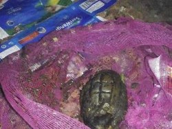 Ini Granat yang Ditemukan di PD Pasar Jaya Pasar Minggu