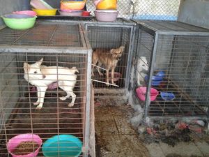Begini Operasi Penyelamatan Puluhan Anjing dan Kucing di Gunung Sindur Begini Operasi Penyelamatan Puluhan Anjing dan Kucing di Gunung Sindur